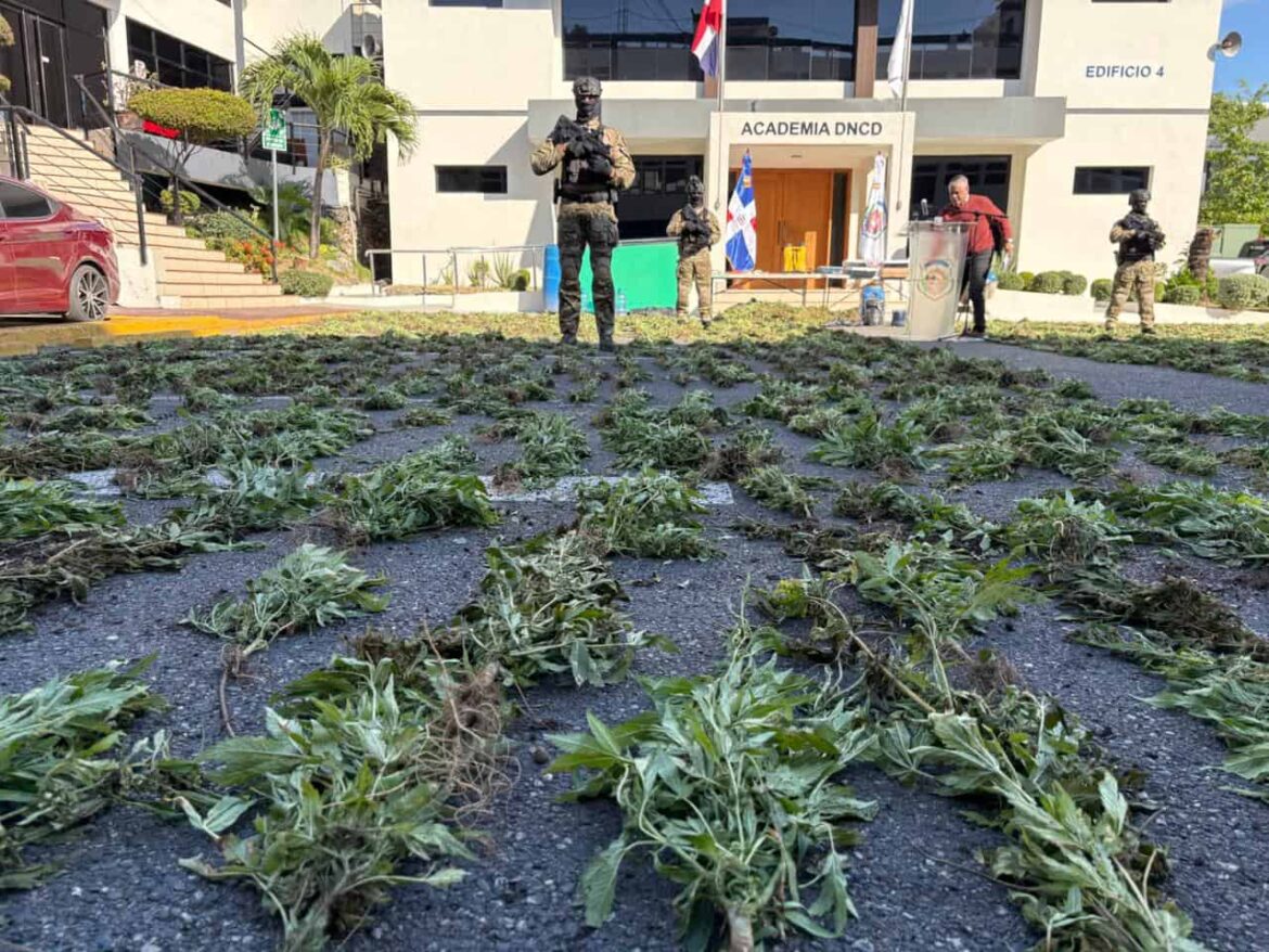 DNCD desmantela cultivo de 1,835 plantas de marihuana en Baní