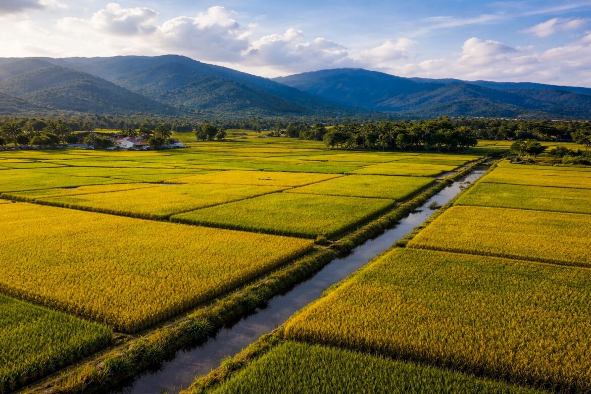 República Dominicana lidera producción de arroz en el Caribe y Centroamérica
