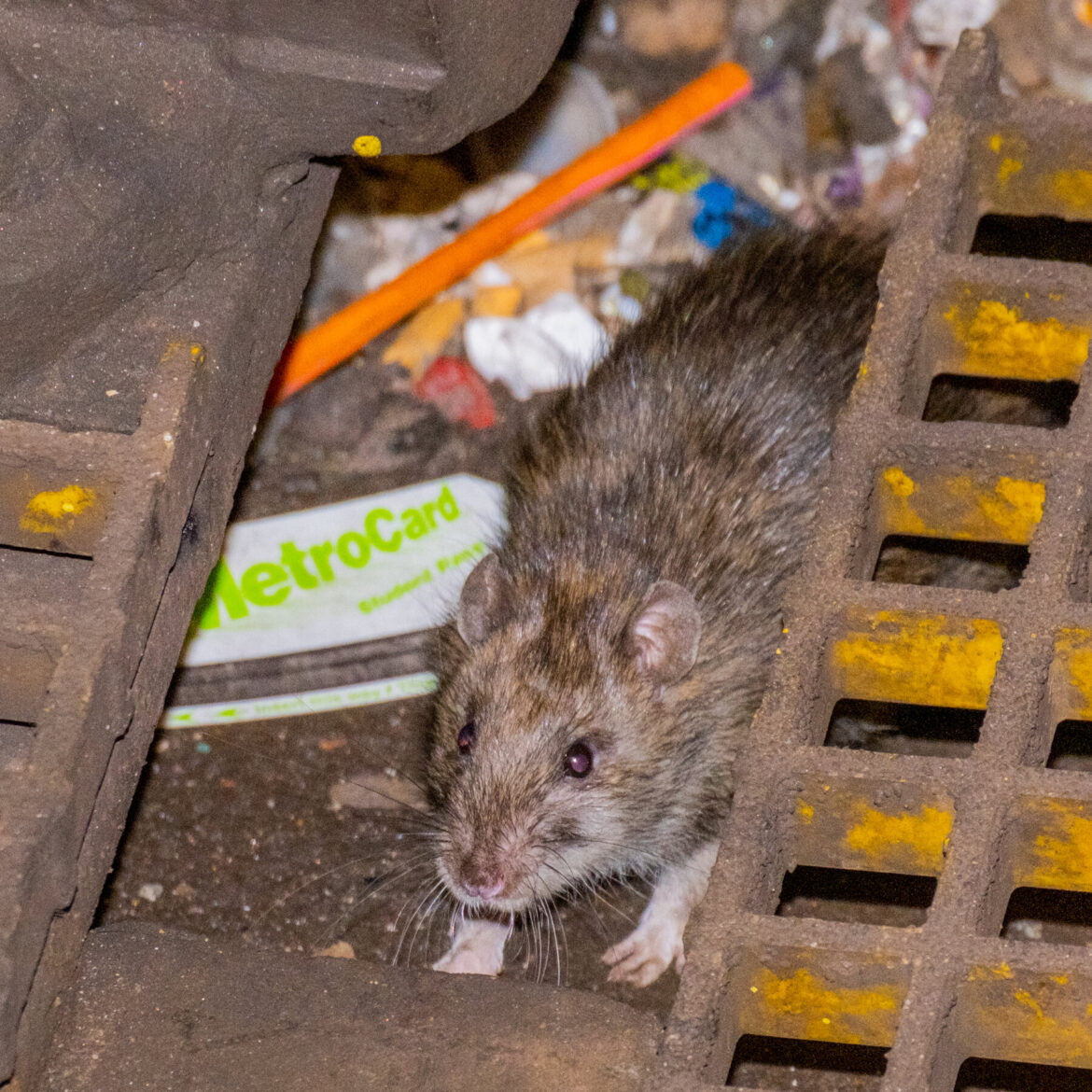 Estudio revela que ratas y ratones desarrollan resistencia a pesticidas en EE.UU.