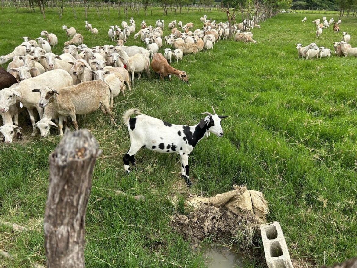 Suspenden XII Feria del Chivo Liniero por falta de respaldo institucional